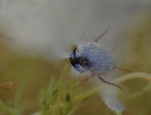 Hygrotus sp.